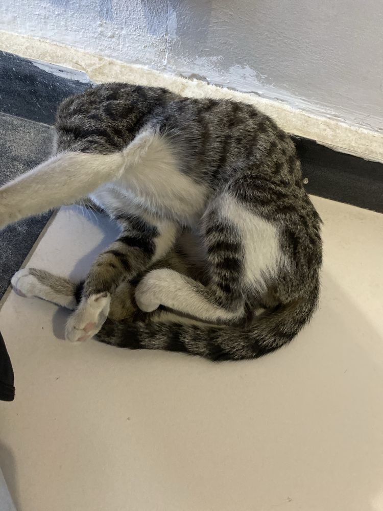 Отдается котенок в добрые руки бесплатно!