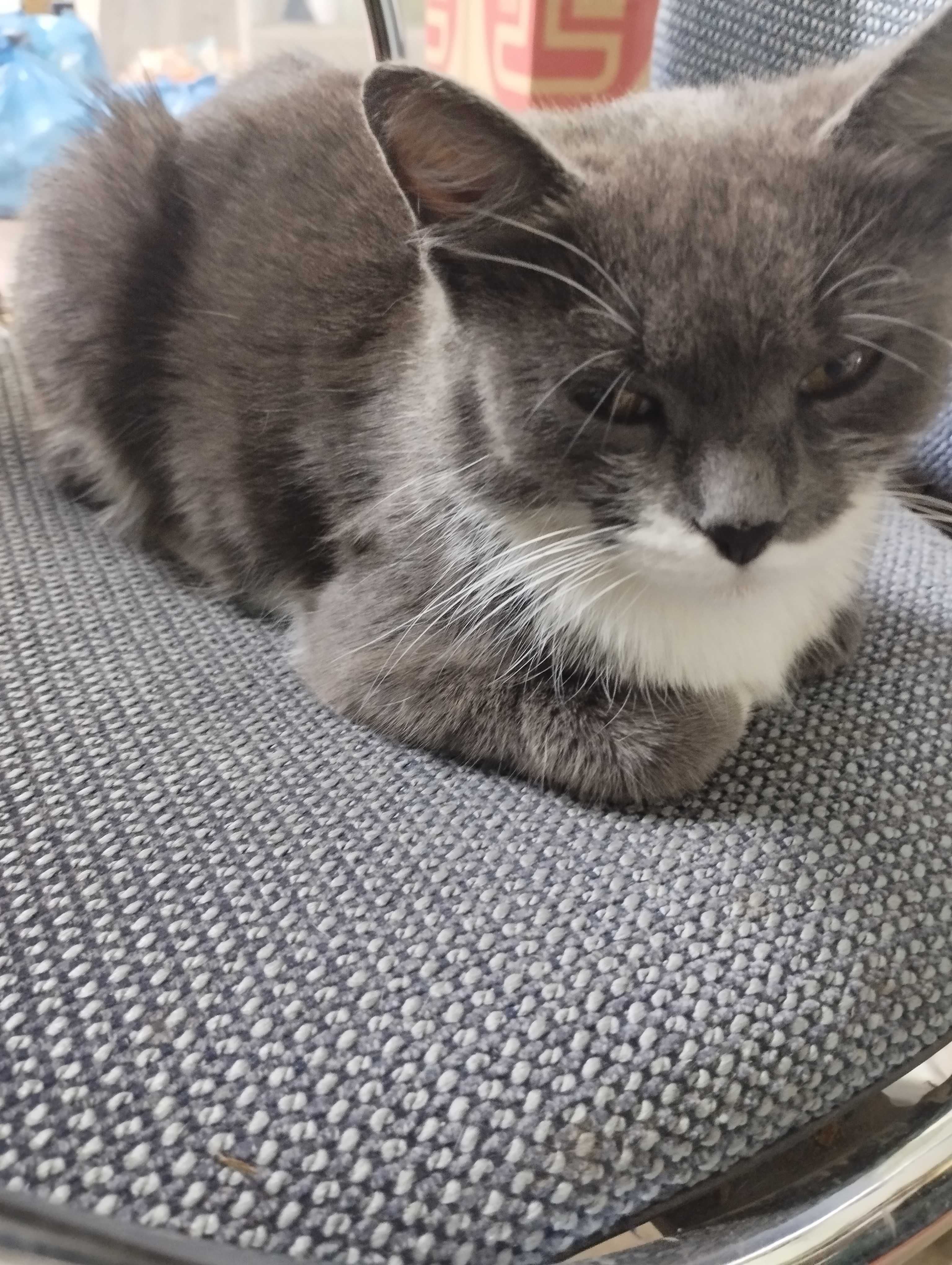Кошка девочка молодая