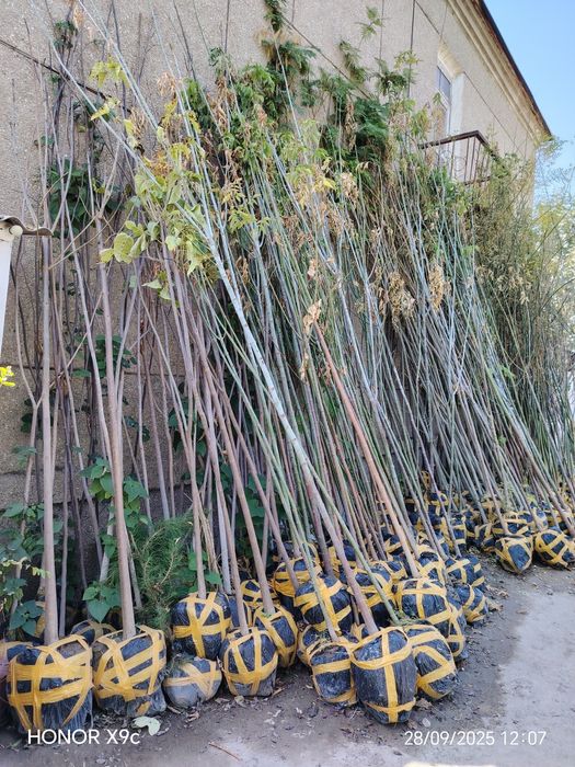 Яшил макон лойихаси учун дарахтлар бор.