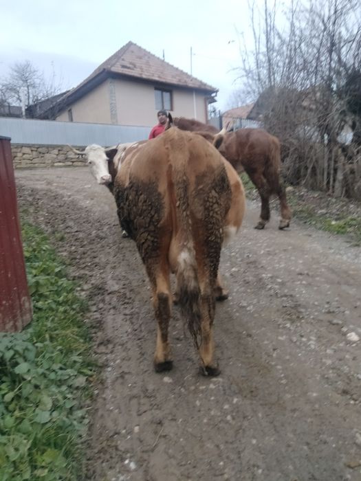 Vând vacă gestanta,in luna a șaptea