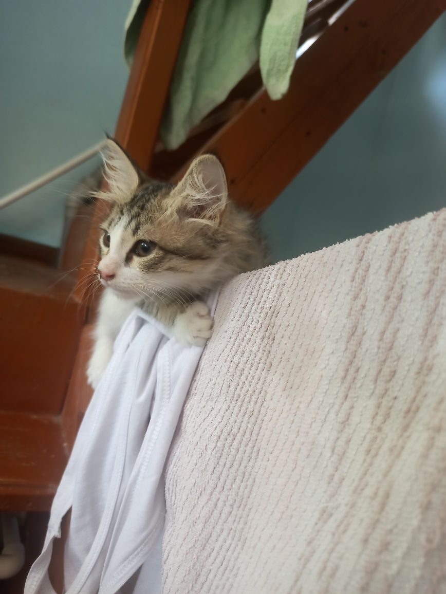 котята 2 месяца 1 кот и 2 кошки