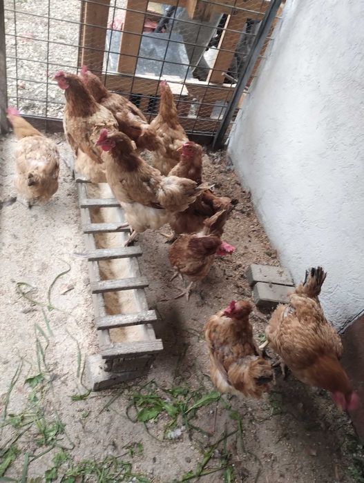Găini crescute la tara, la curte