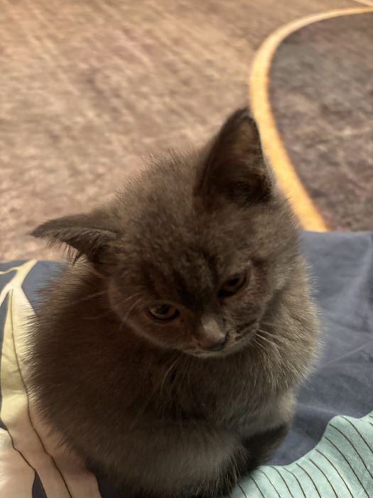 Шотландский котёнок