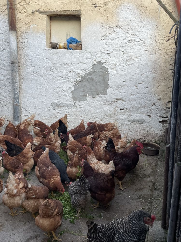 Oua de casa ,naturale crescute in libertate