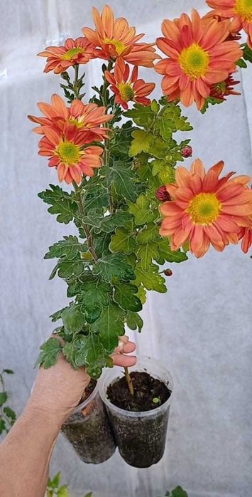 Хризантемы в стаканах для осенней посадки