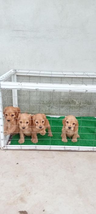 Продавам Кокер шпаньол.