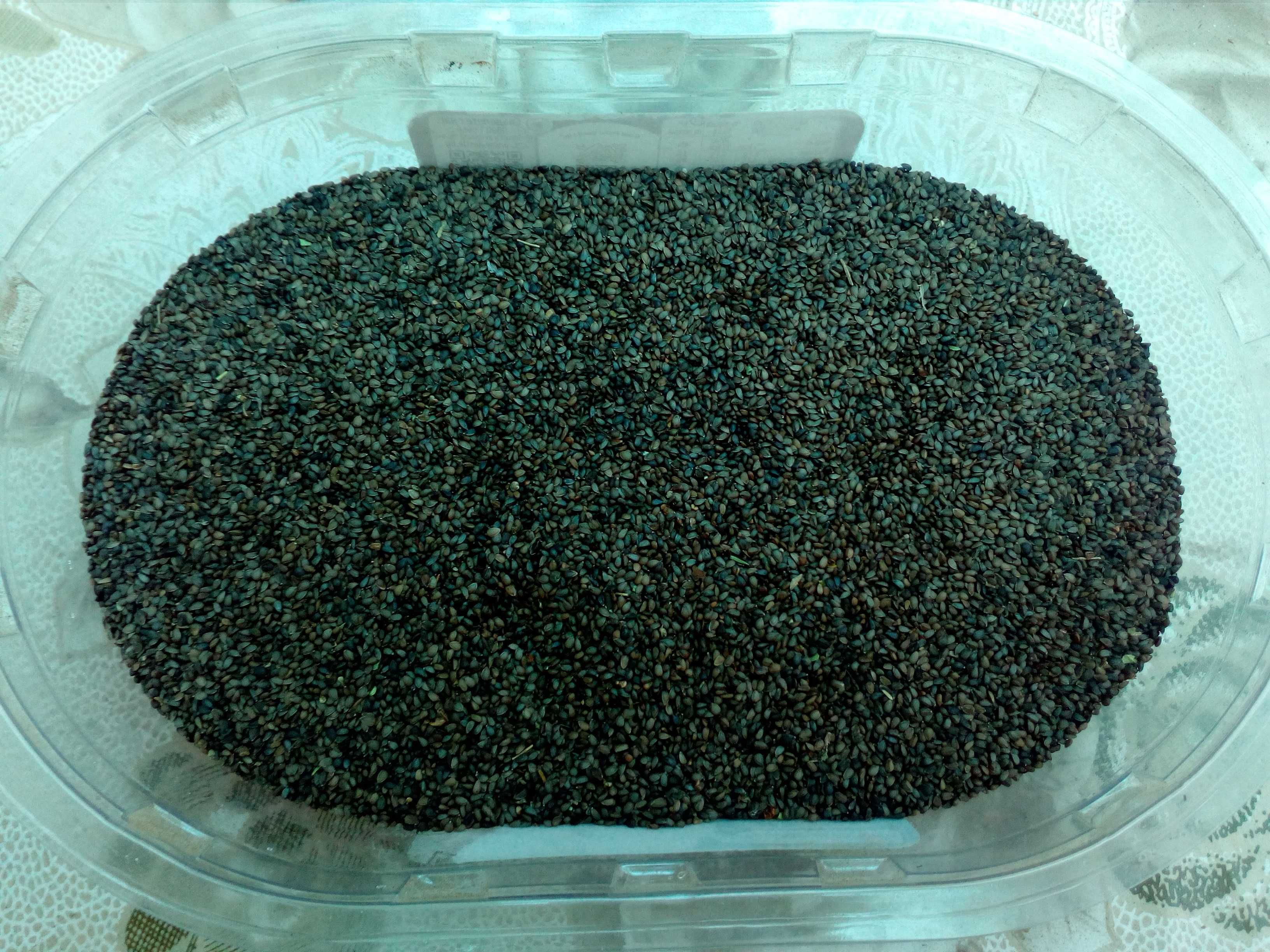 Продавам семена Мурсалски чай (пирински чай) реколта- 2023 г.