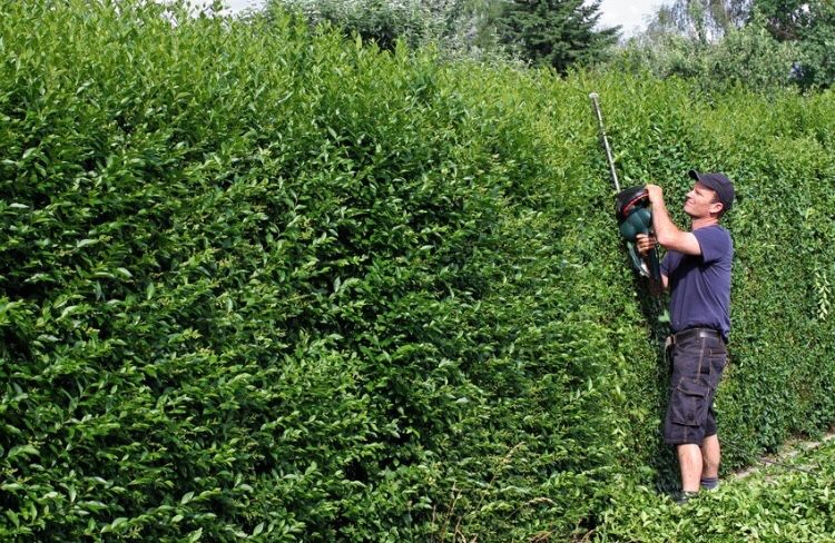 Gard Viu/Ligustrum/Lemn câinesc!