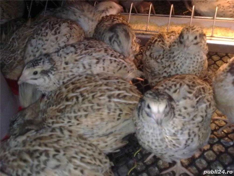 Ouă de prepeliță proaspete, direct din gospodăria noastră!