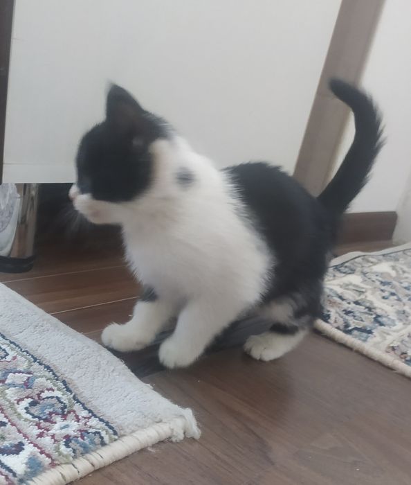 Котята (мушукча)