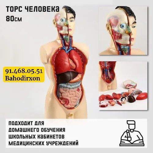 Анатомическая муляж тело человека
