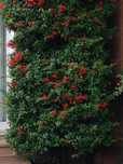 Pyracantha Red Column (Catina ornamentala)