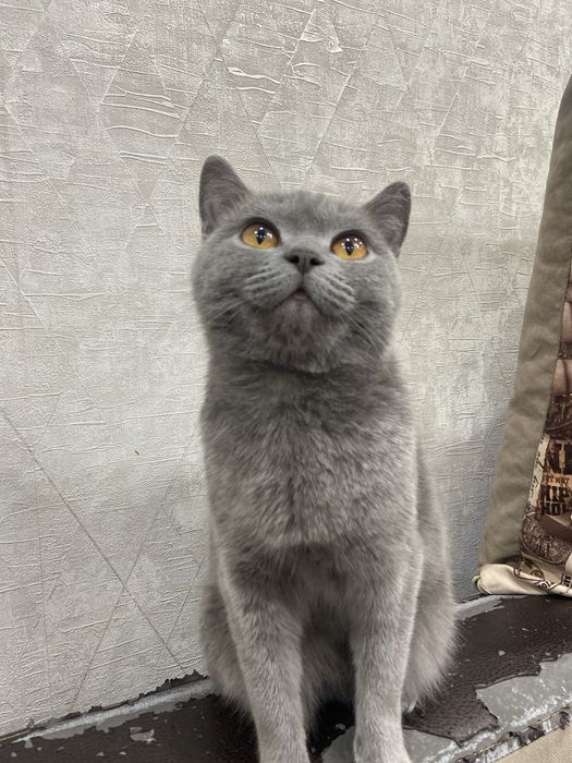 Ищем кота для вязки