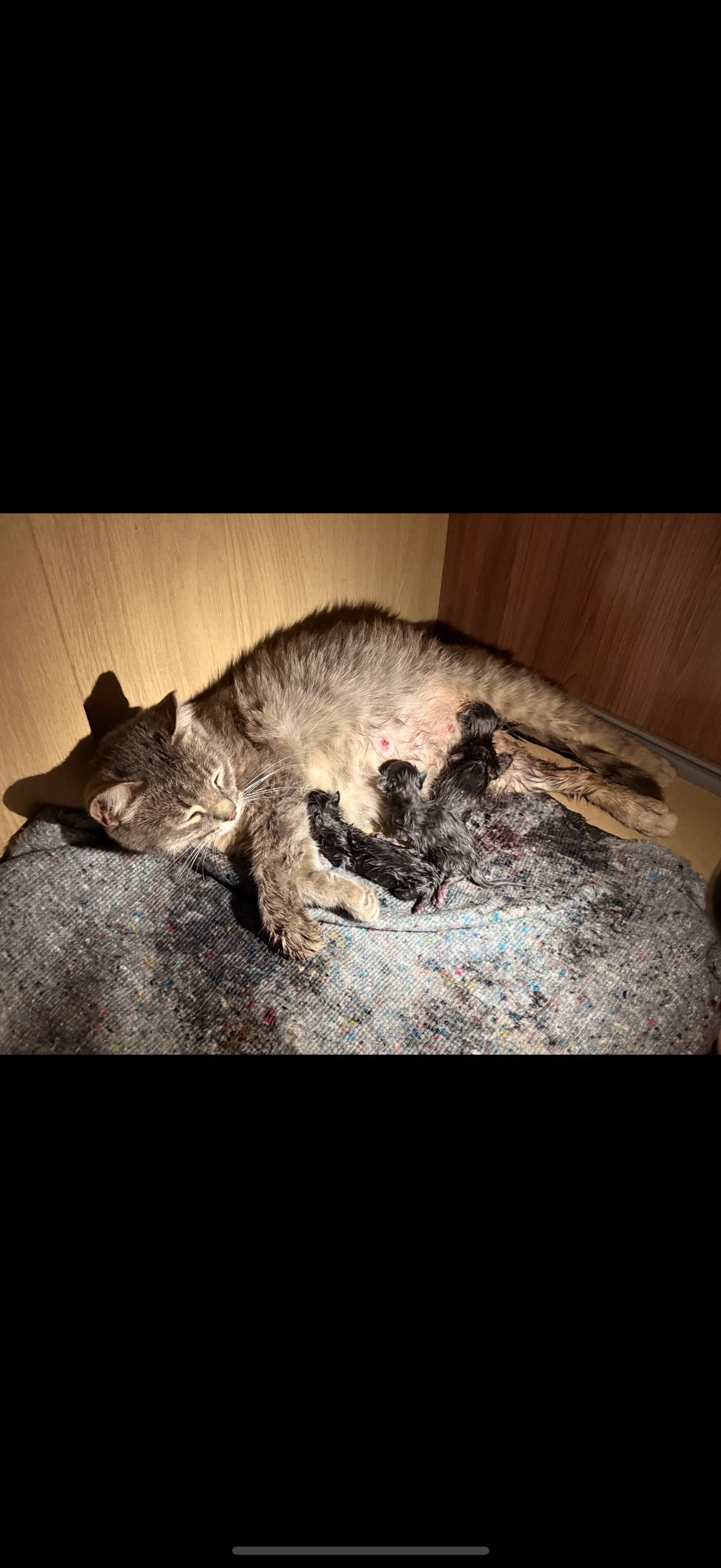 котята с мамой т