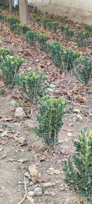 Shamshod kòchat sotiladi