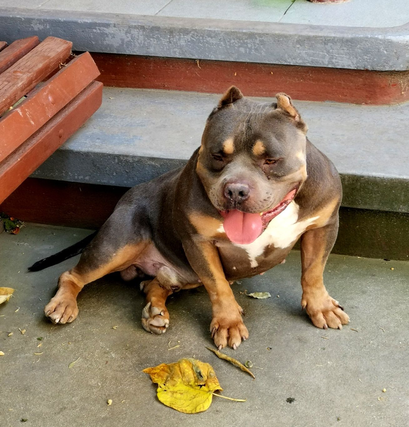 American bully Repro Top. Abkc