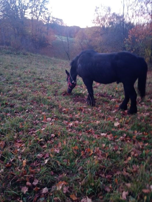 Vând cal castrat de 2 ani jumate