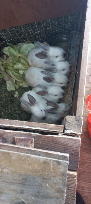 Кролики калифорнийцы