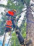 Премахване на опасни дървета, оформяне, рязане, кастрене Tree Service