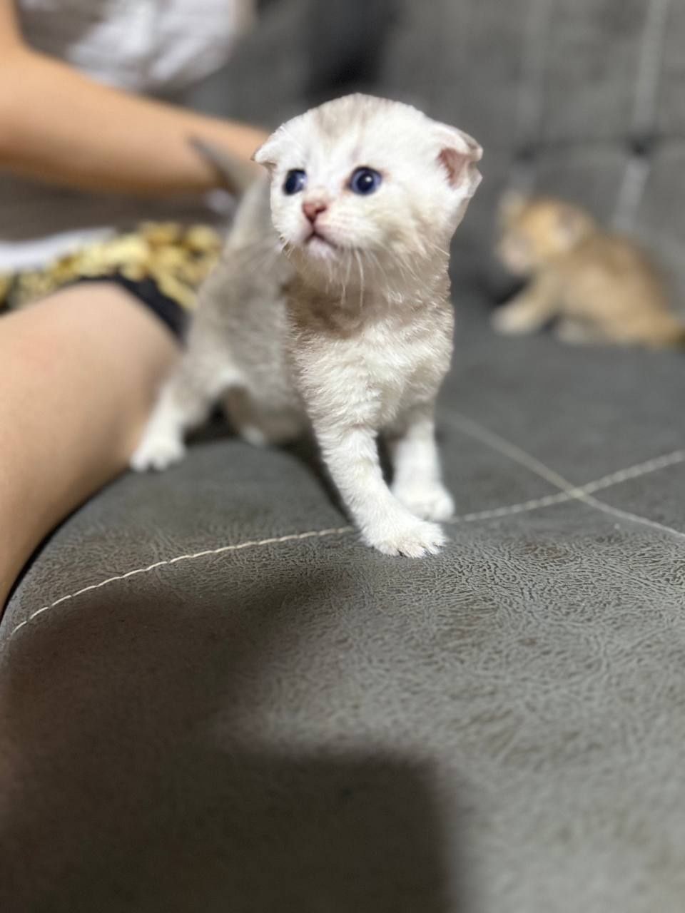 Продаются котятя