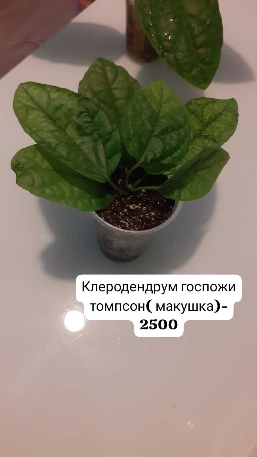 Клеродендрум госпожи томпсон.