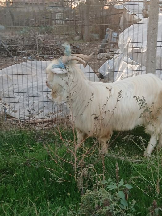 Se vinde  tap de anu trecut