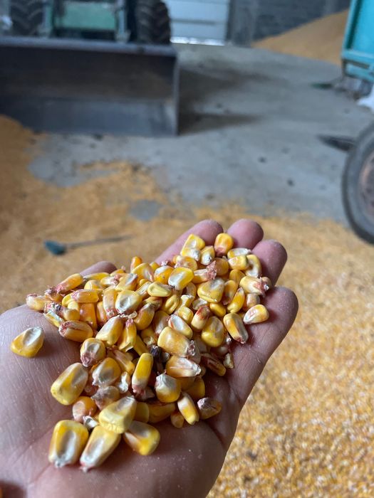 Porumb 1 leu Kilogramul neg