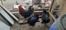 Familie găini  MARANS