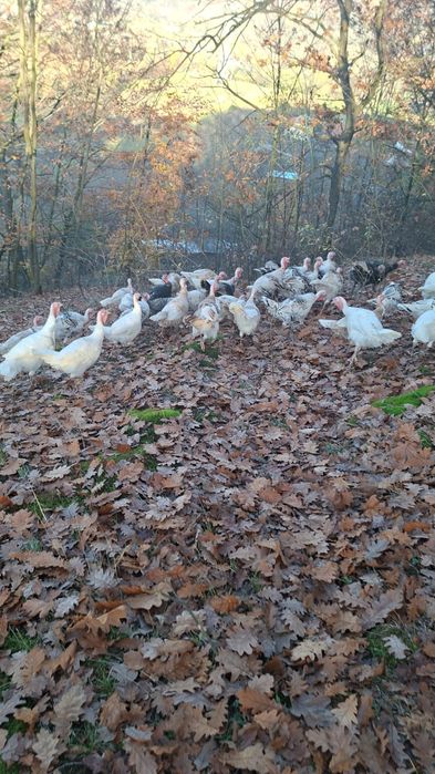 Vând curcii și curcanii..