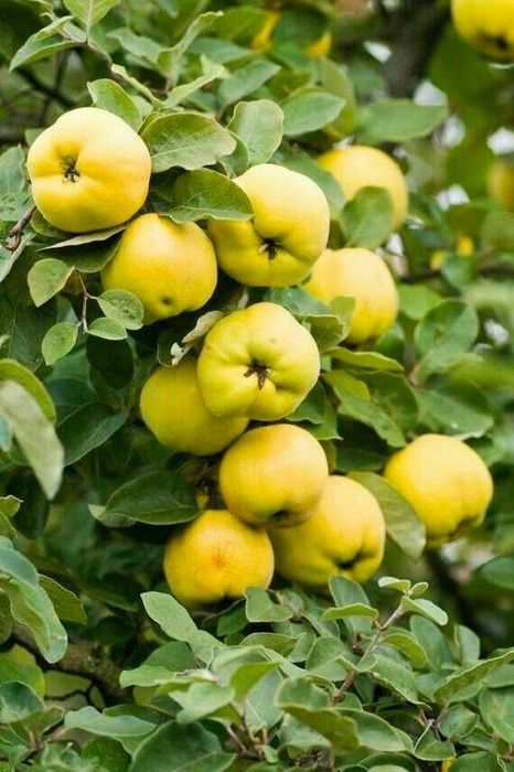 Pomi Stravechi Glia Stramoseasca ( GUTUI )