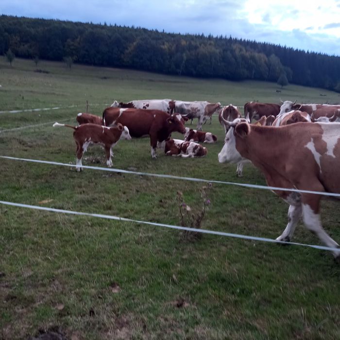 Vaci și juninci de vanzare