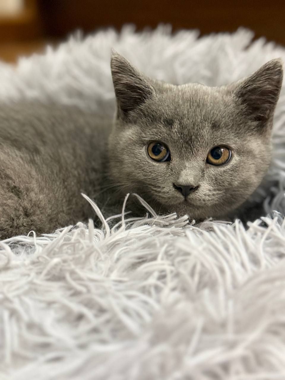 Скотиш страйт девочка