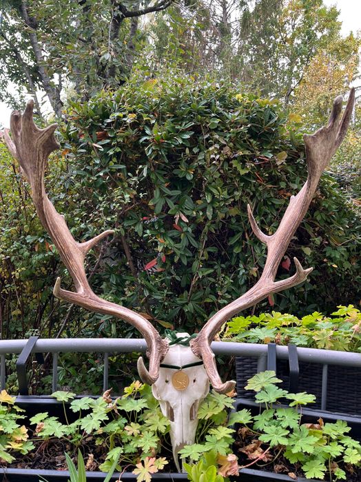 Златен медалист трофей от Елен лопатар