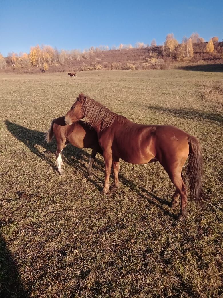 Бие 5жасар. Кобыла 5лет. КУЛЫНСЫЗ. БЕЗ ЖЕРЕБЕНКА.