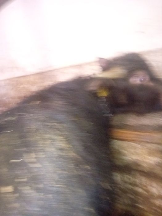 Vând vițel de bivolita