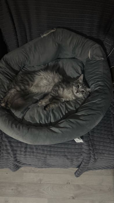 Отдам котенка в добрые руки