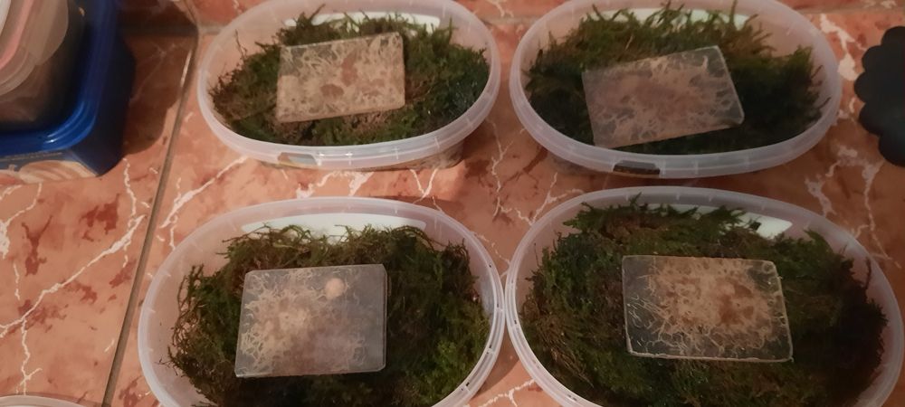 Grindal acvariu pesti