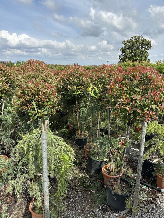 Tuia brazi mesteacan forme bosai pini tei ilex prunus eglezesc