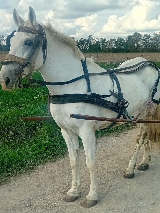 Vând iapa de 9/10 ani