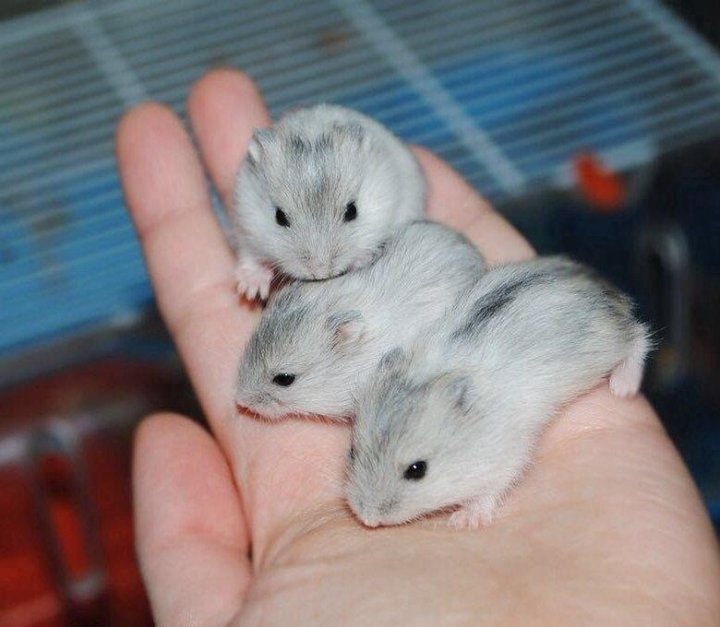 Продам  - хомячки джунгарики  ( жемчужные )