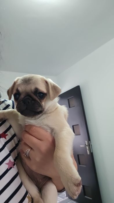 Pui  femela mops, pug, rasa pura. Mascul vârsta 8 săptămâni
