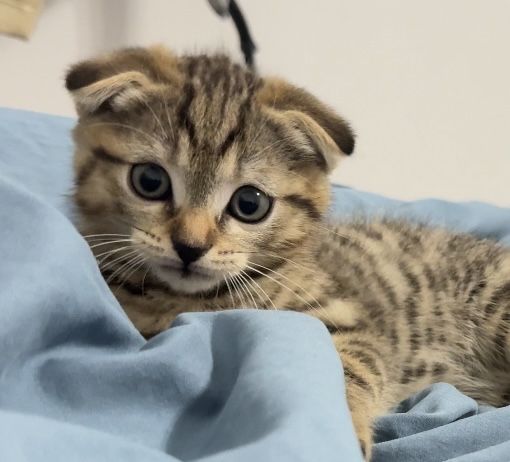 Вислоухую кошечку
