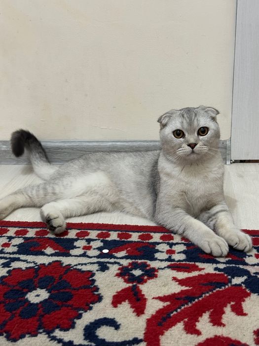 Mushuk Scottish fold