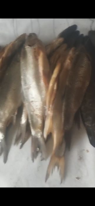 Копченая рыба 1000 тн 1 шт