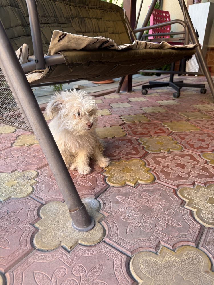 Donez Bichon Maltez !!