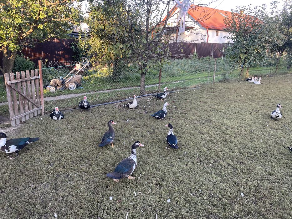 rate mute diferite marimi