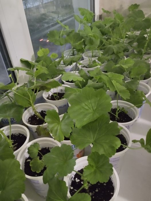 Комнатные цветы дом