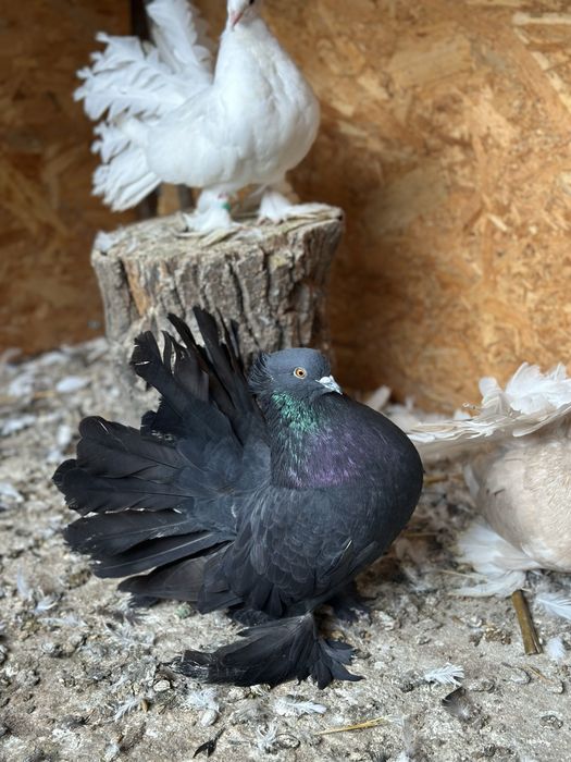 Disponibili voltati indieni 2025