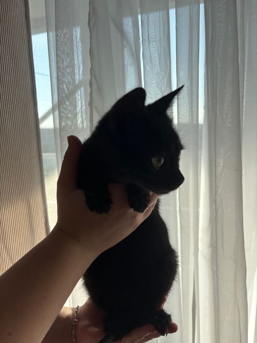 Pisica gratis, spre adopție un pisoi negru, are în jur de 3/4 luni.
