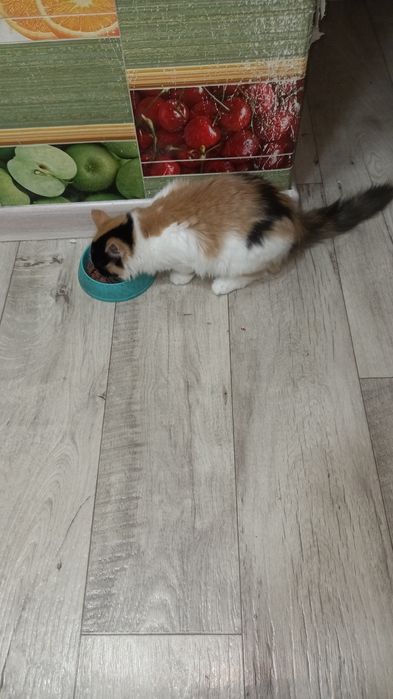 Отдам в хорошие руки.